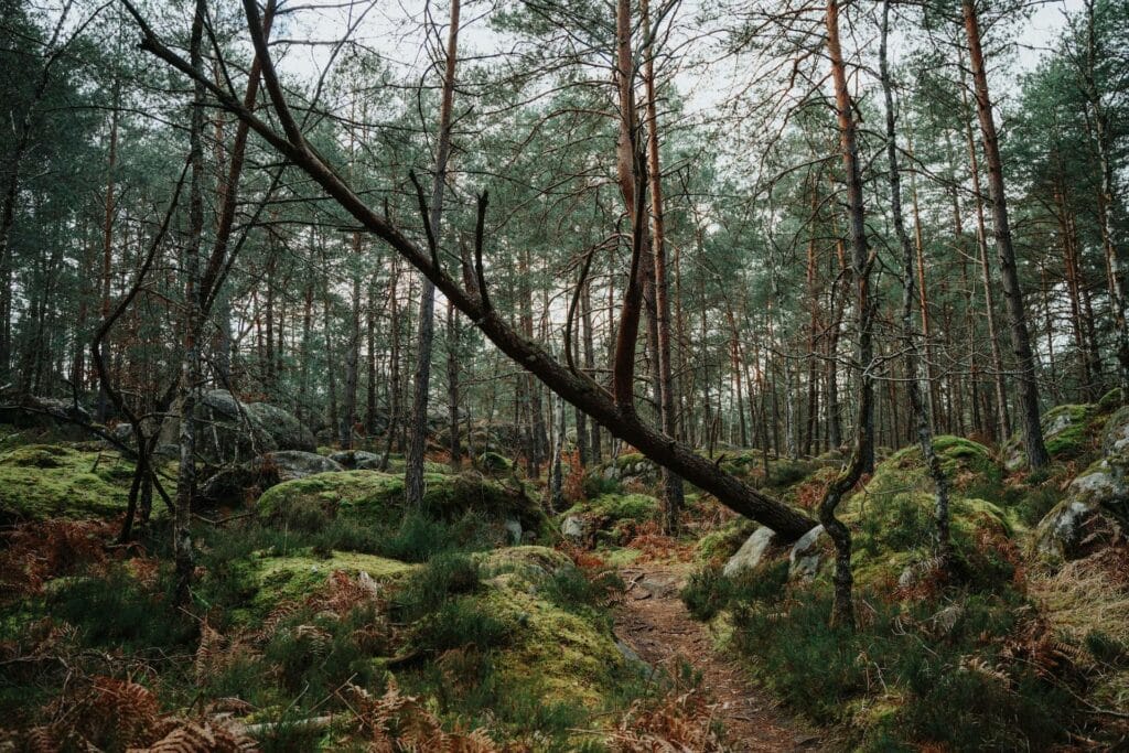 spot bivouac forêt fontainebleau